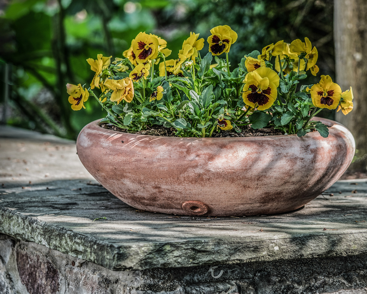 Gene Cangiani - Potted Pansies